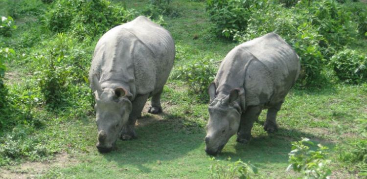 Chitwan National Park | Jungle Safari in Nepal